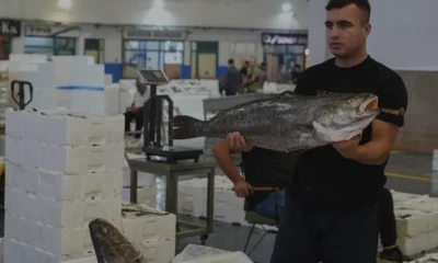 Egeli Balıkçılar Son 20 Yılın En Bereketli Sezonunu Yaşıyor
