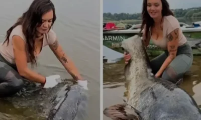 Polonya Wisla Nehrinde Dev Yayın Balığı Yakalandı