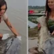 Polonya Wisla Nehrinde Dev Yayın Balığı Yakalandı