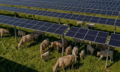Tennessee Güneş Enerjisi Sahasında Sığır Otlatma Dönemi Başladı