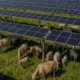 Tennessee Güneş Enerjisi Sahasında Sığır Otlatma Dönemi Başladı