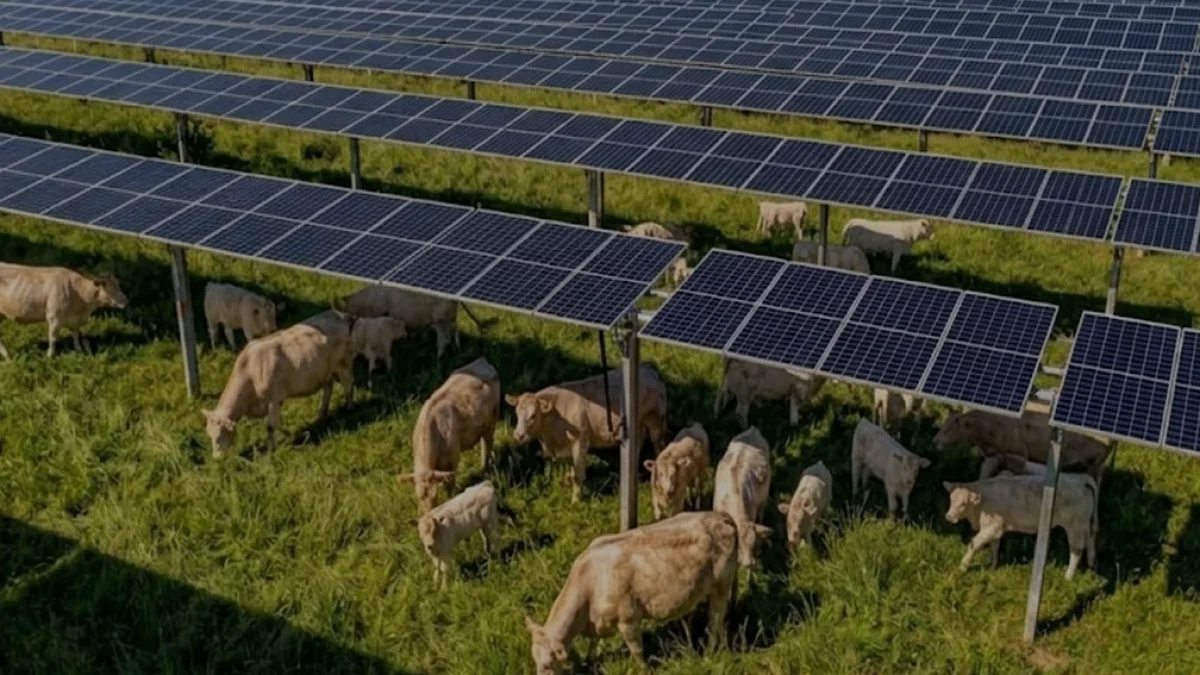 Tennessee Güneş Enerjisi Sahasında Sığır Otlatma Dönemi Başladı