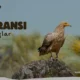 İstanbul Göçmen Kuş Araştırmaları Konferansına Ev Sahipliği Yapacak