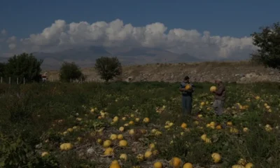 Kayseri kabak çekirdeği üretiminde Türkiye liderliğini koruyor