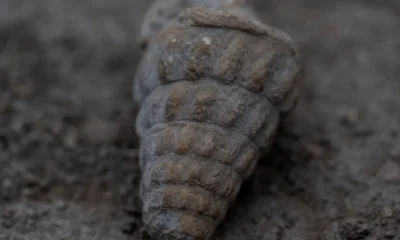 Külhöyük kazılarında bulunan tohumlar Hitit tıbbına ışık tutacak