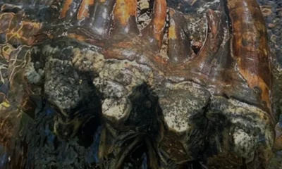 Kuzey California'da Buzul Çağı'na Ait Mastodon Dişi Bulundu