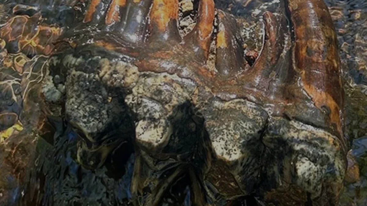 Kuzey California'da Buzul Çağı'na Ait Mastodon Dişi Bulundu
