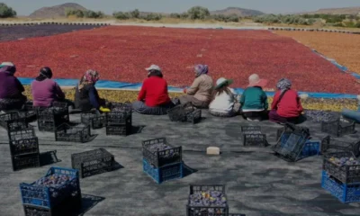 Nevşehir Bahçeli köyü kuru erik üretimiyle dünya pazarına açılıyor
