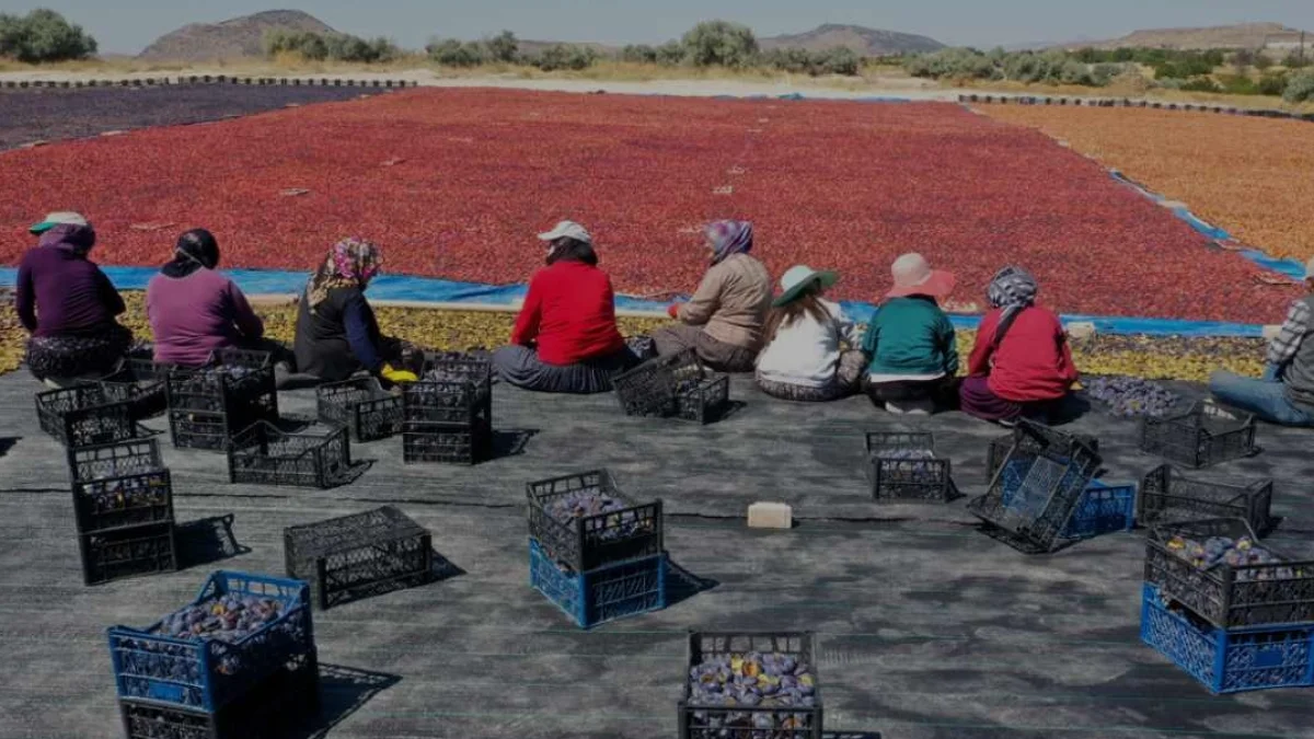 Nevşehir Bahçeli köyü kuru erik üretimiyle dünya pazarına açılıyor