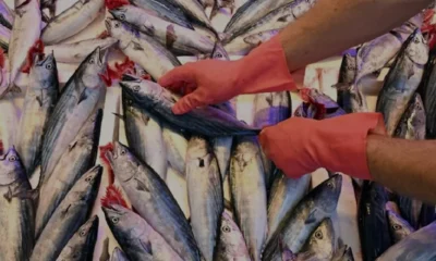 Şile Limanında palamut bereketi fiyatları dibe çekti